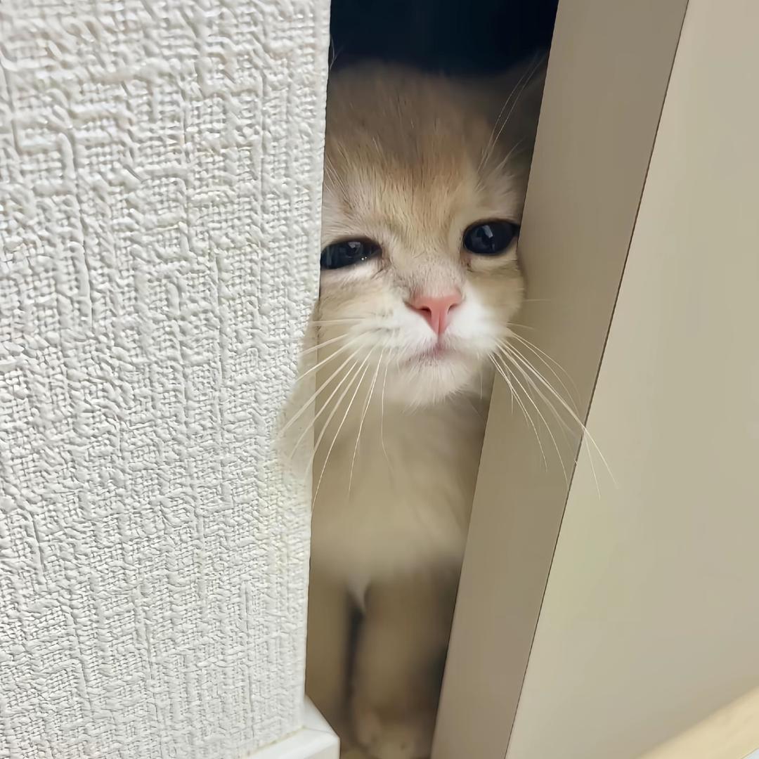 和人类无法交流