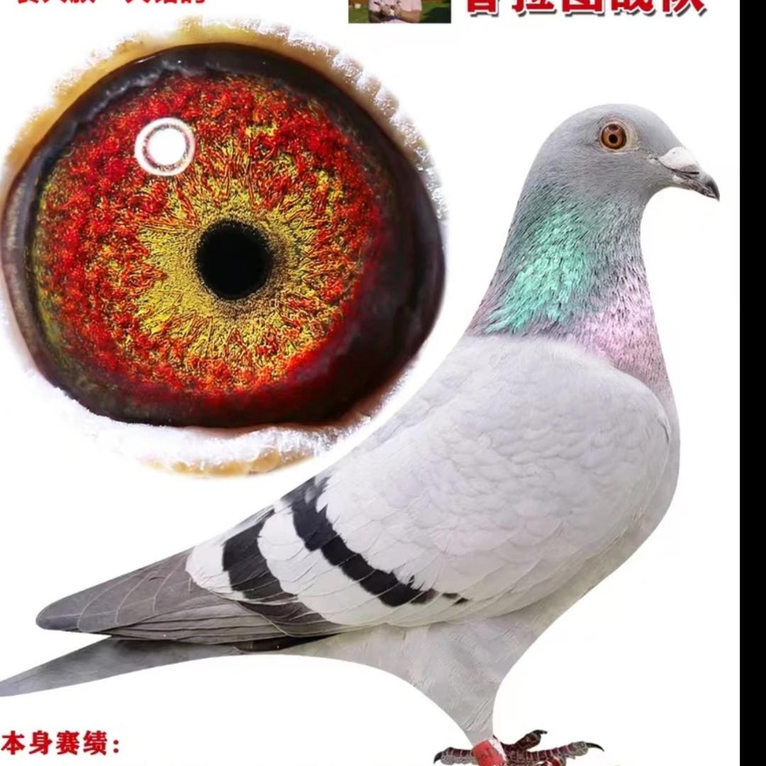翔羽赛鸽