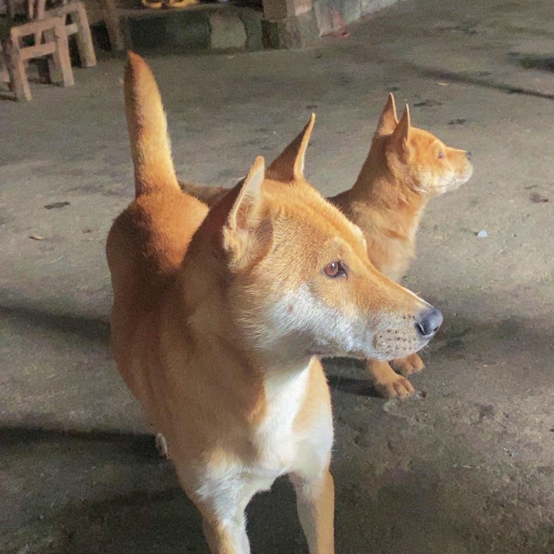 乡野村夫
