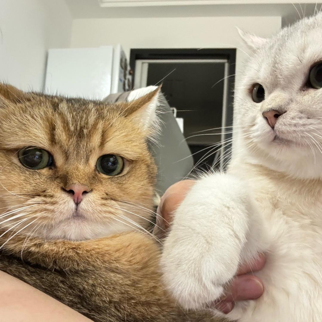 老赵养两小猫～