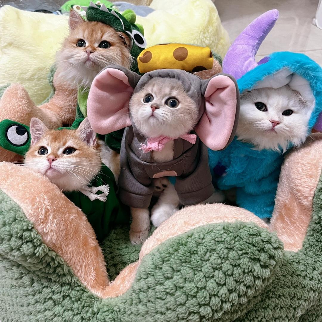 悟空查理尼克和小老三