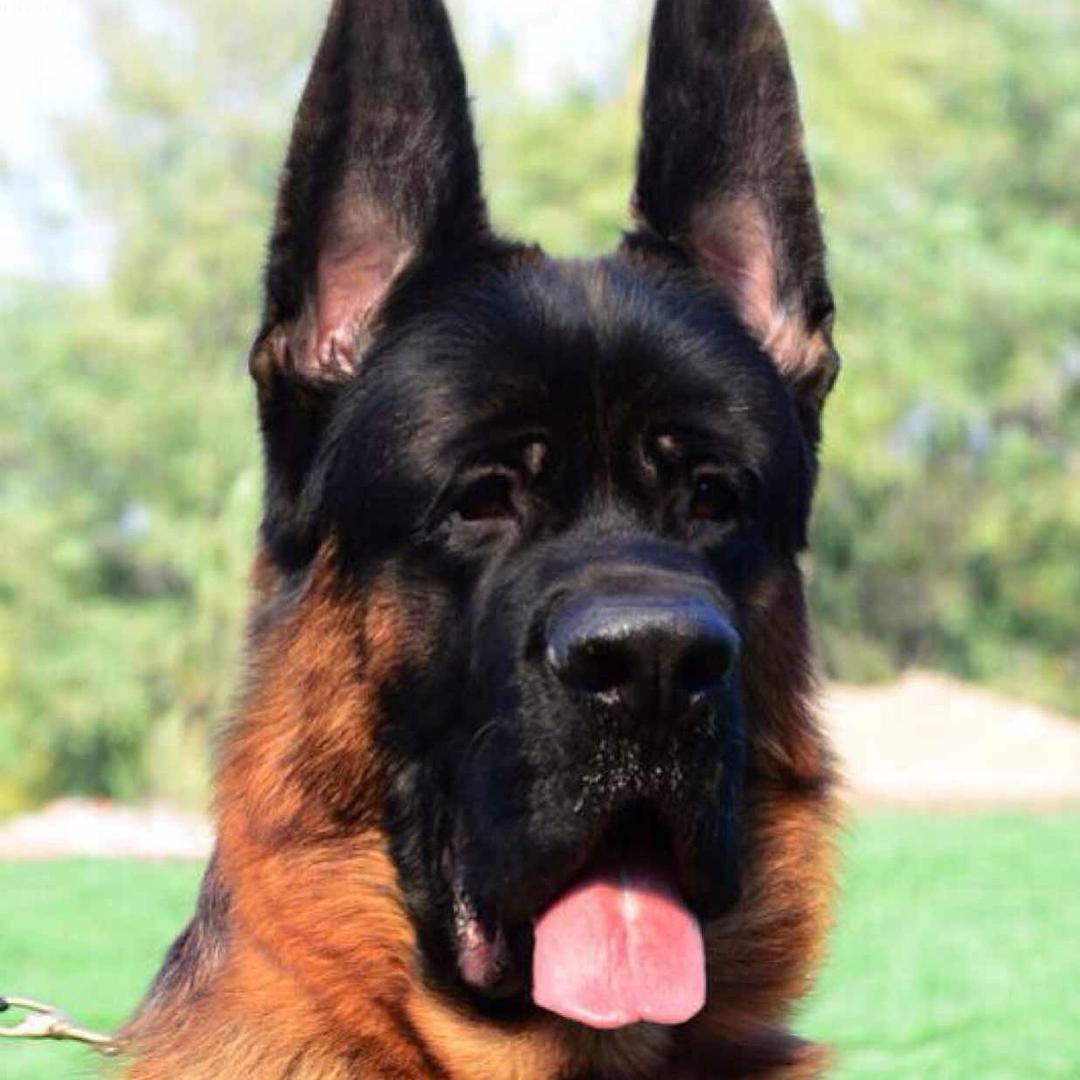 顺风中牧锤系德牧犬