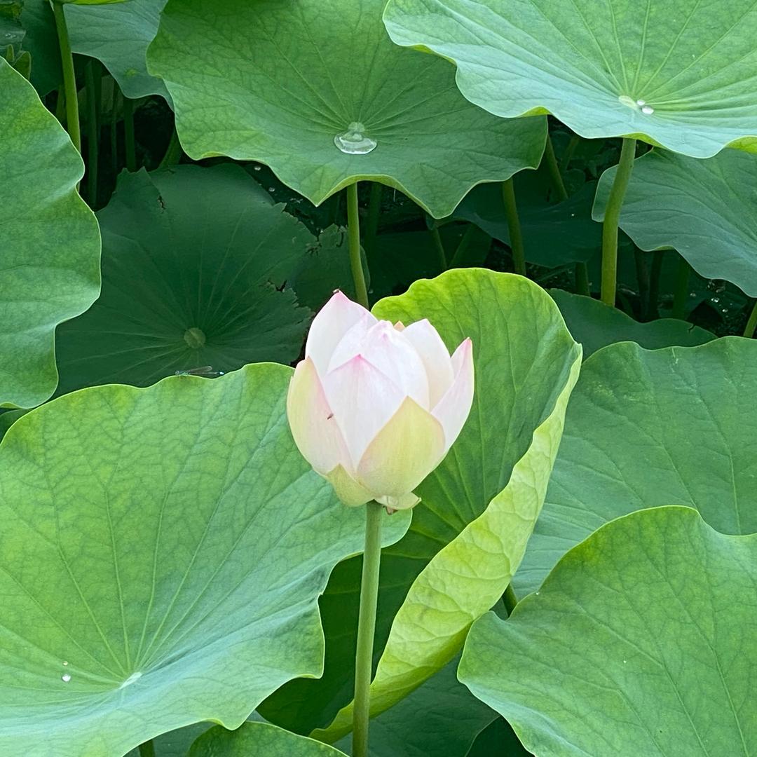 多年以后