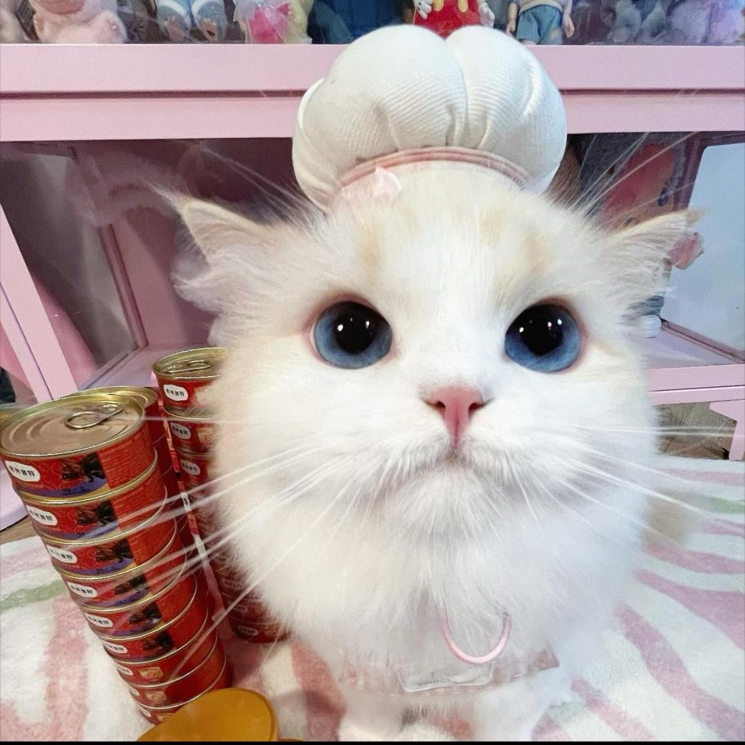 🐈‍⬛