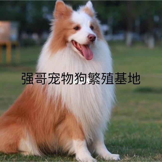 强哥宠物繁殖基地，买狗第一个作品
