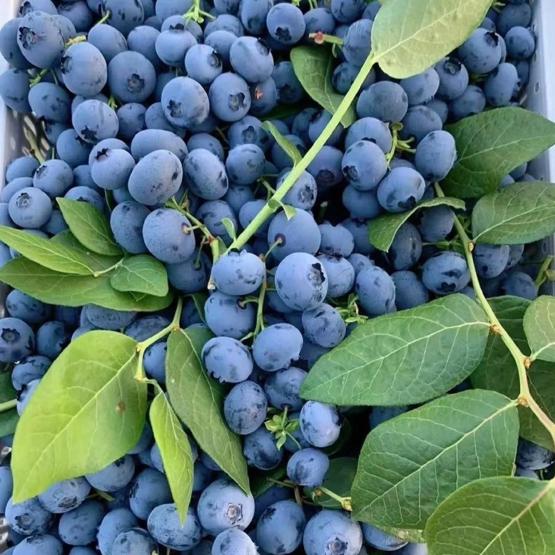 云南花香蓝莓（明天到）