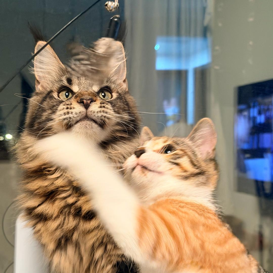 𝘾𝙄𝙎𝙔𝙖𝙈.