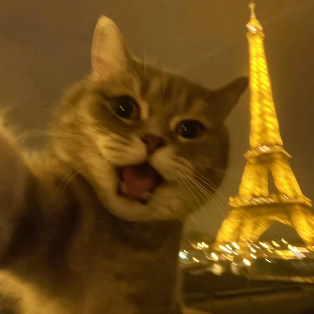 情话说给小猫听