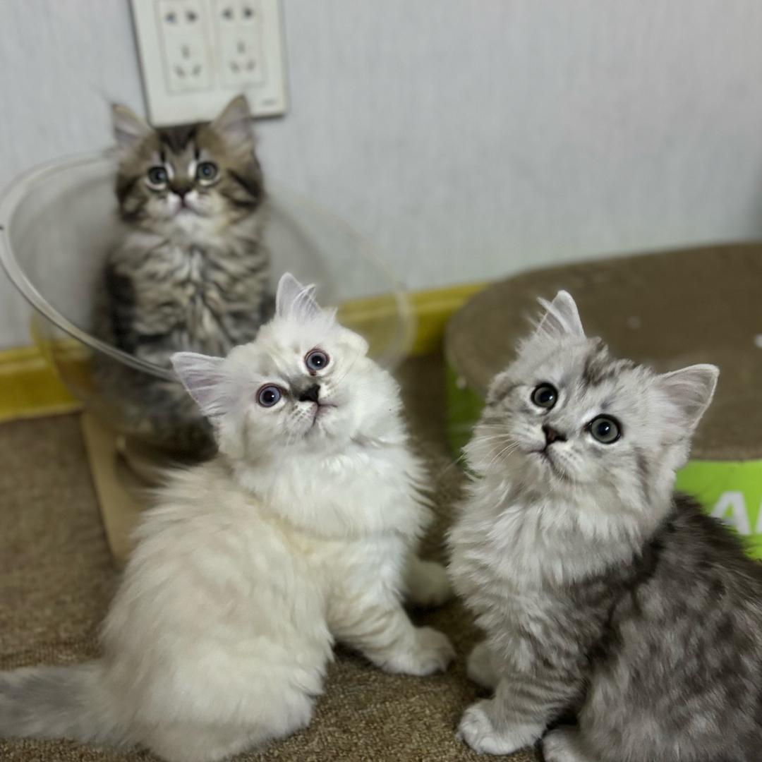 西森猫的一家日常