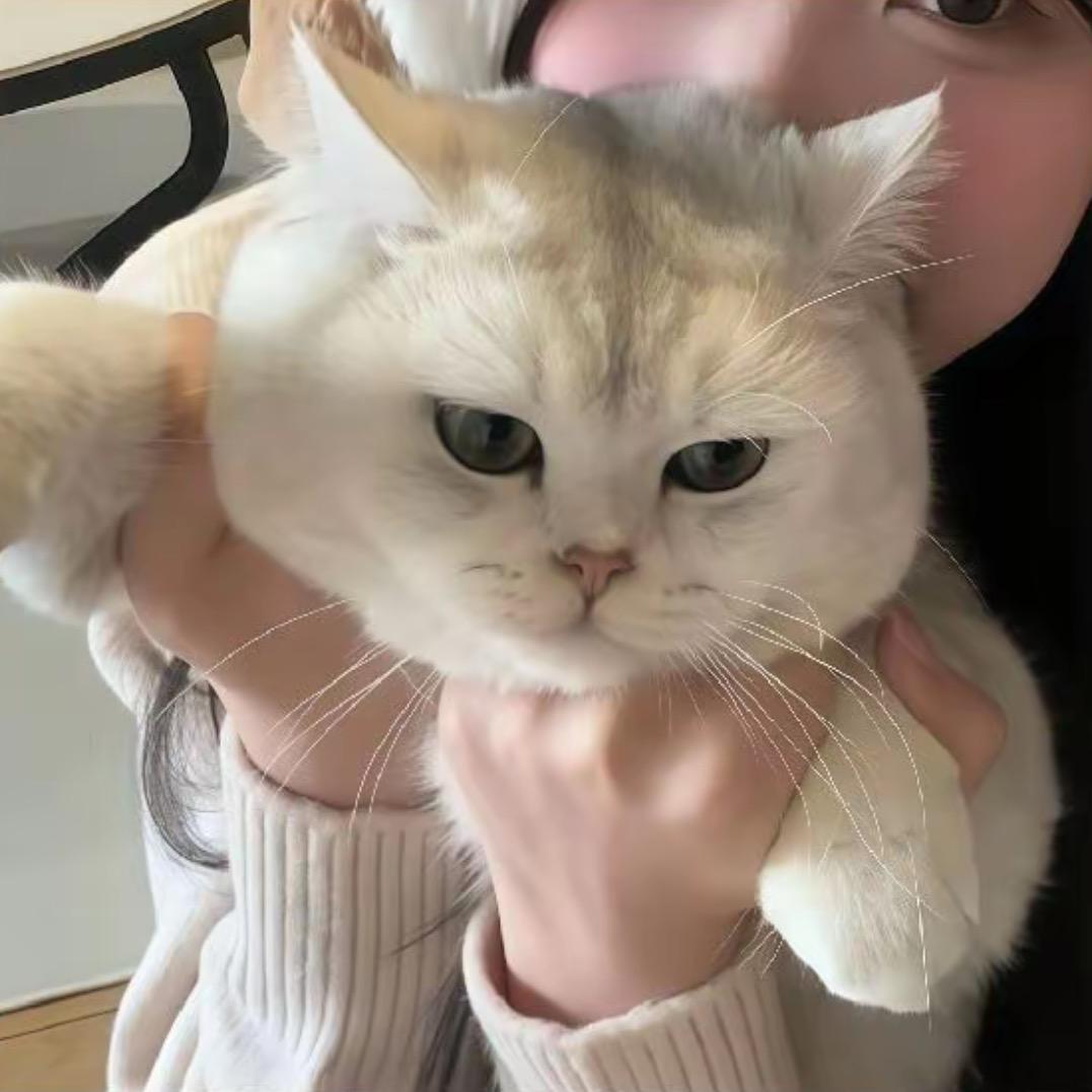 喵喵王子