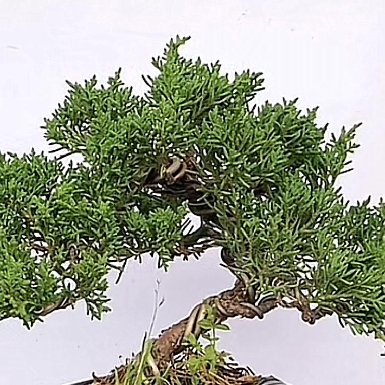 山趣盆景