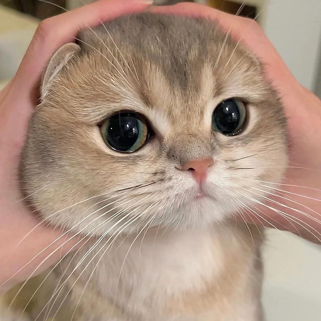 待定。。