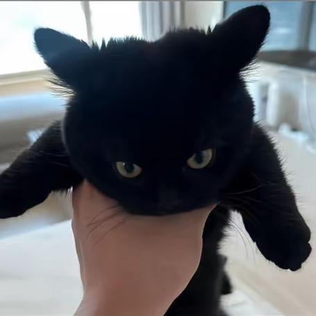 今朝