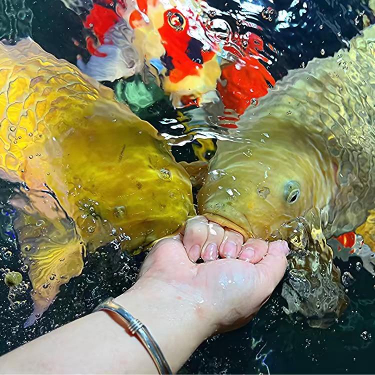 大茶茶（锦鲤小迷妹）