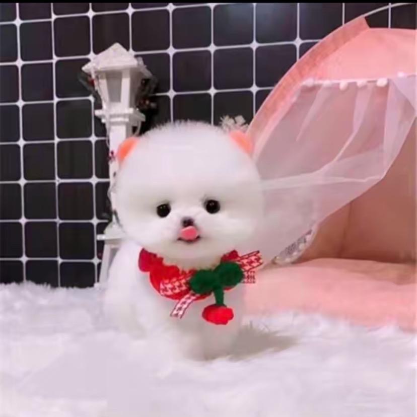 小雨博美茶杯犬