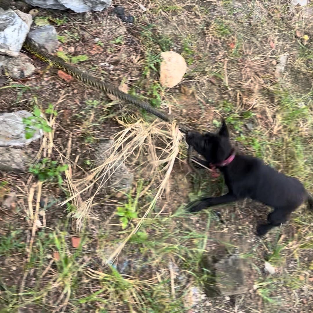 猎犬虫，王