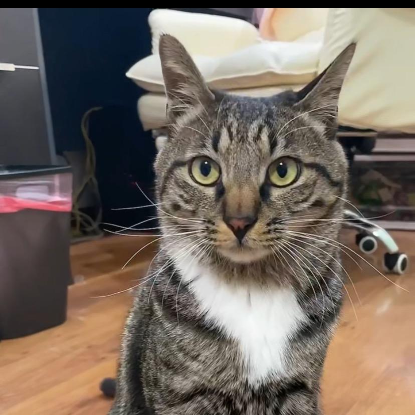 小猫钓鱼