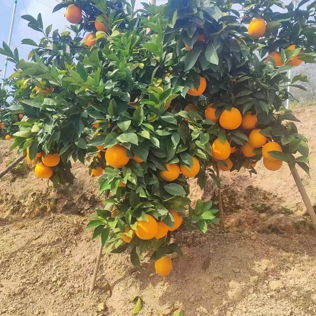鲜果脐橙