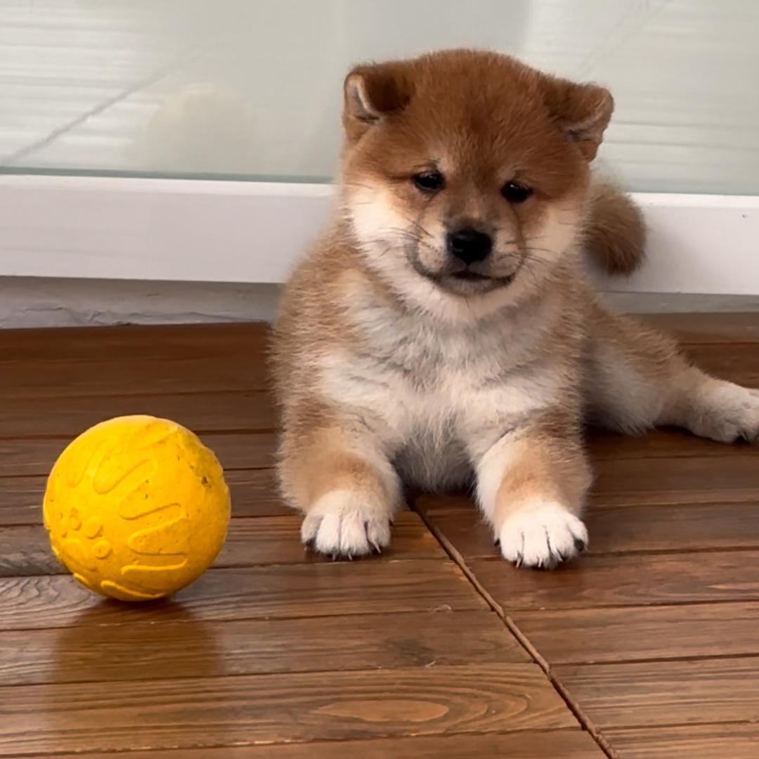 Hello  酷狗