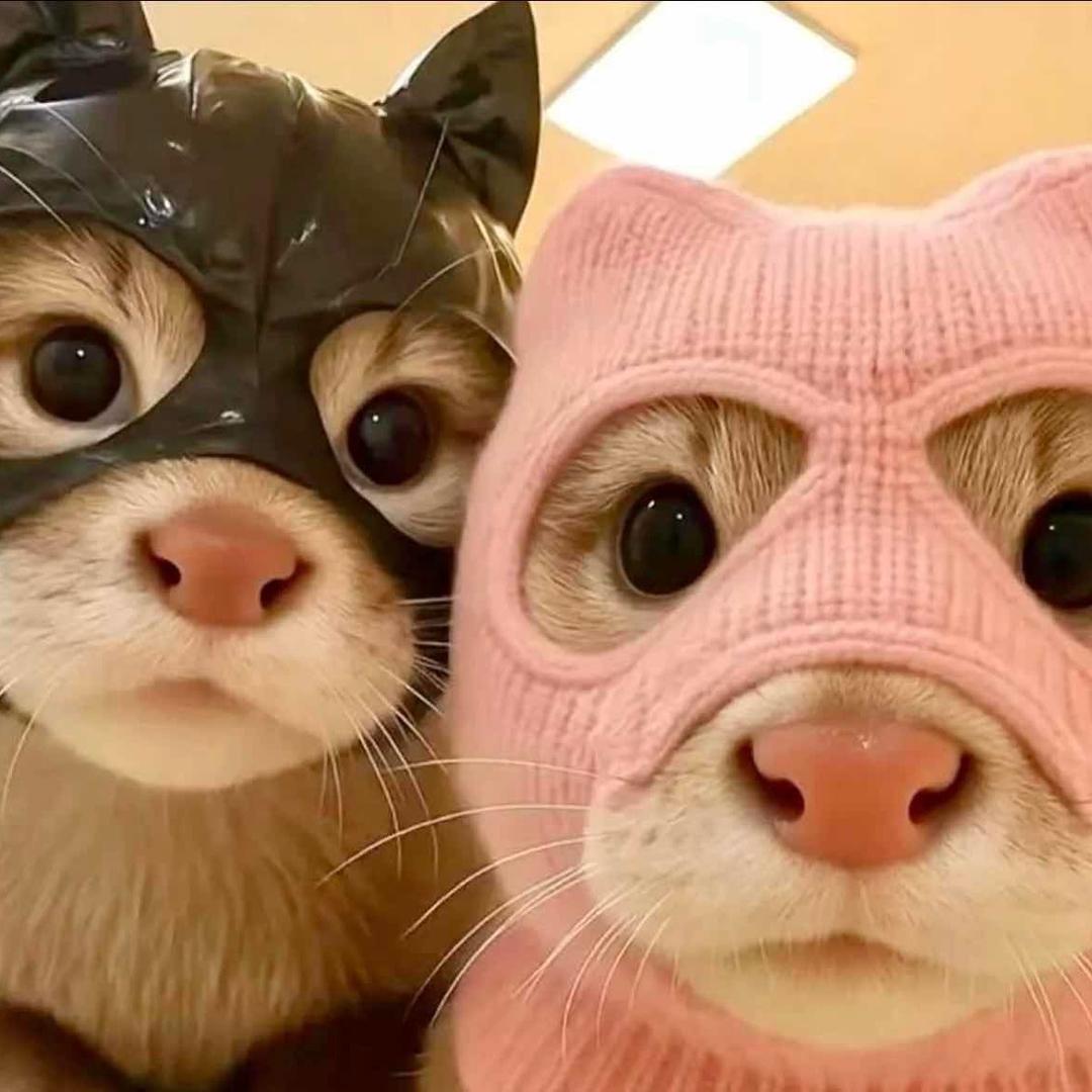 团团是只🐭