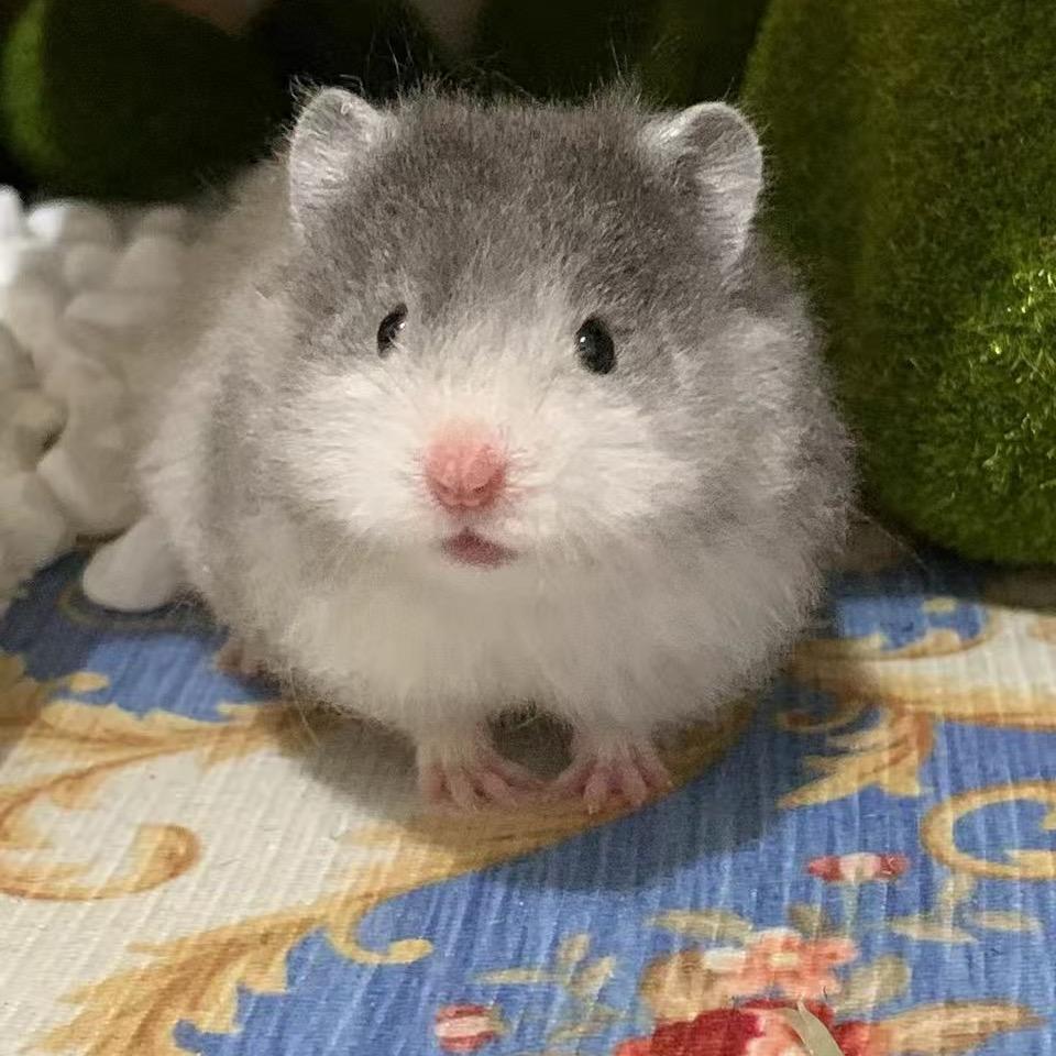 周周碎鼠🐹