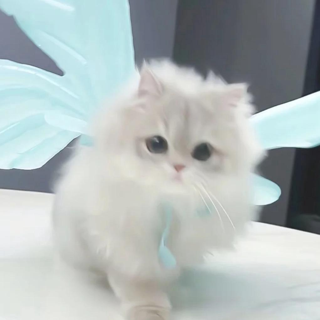 小阳不羔冷
