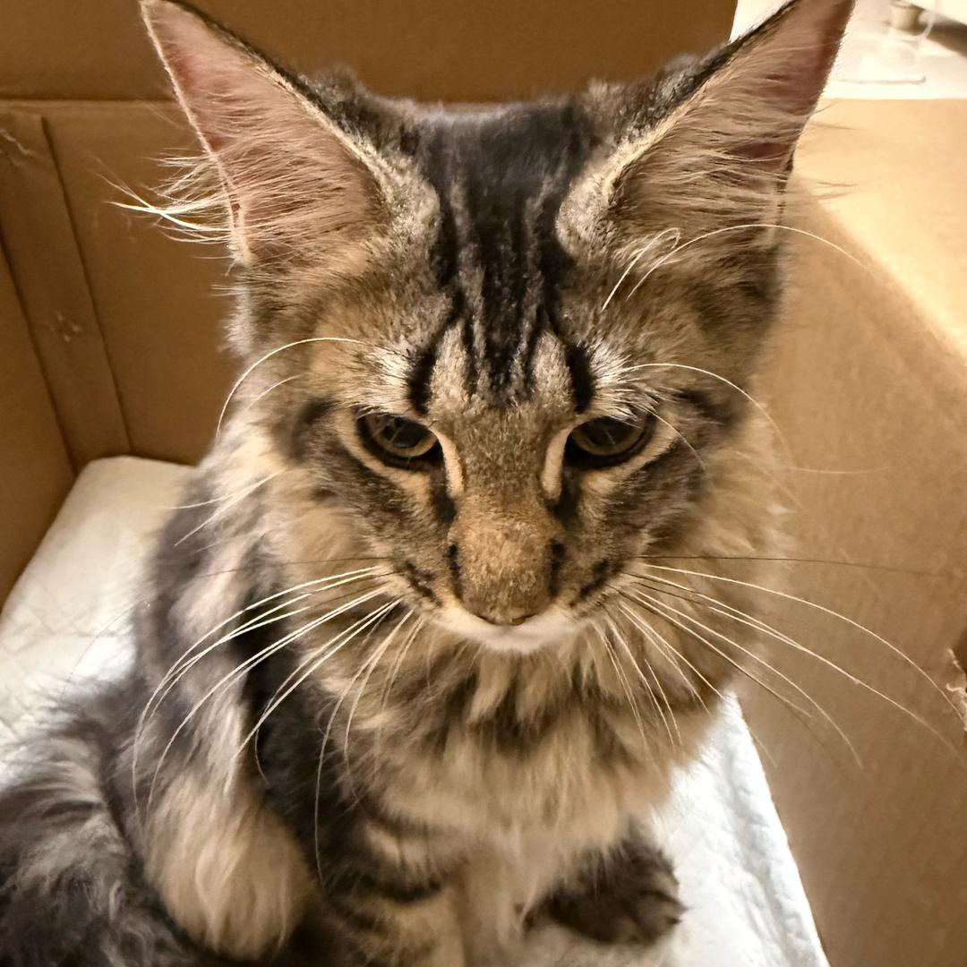 胡子拉碴斑点狗