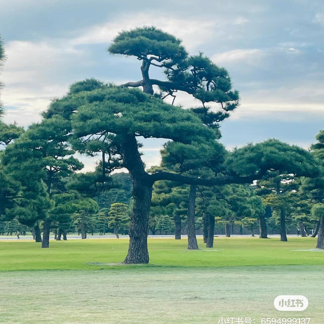 小曹庭院景观松（下山了）