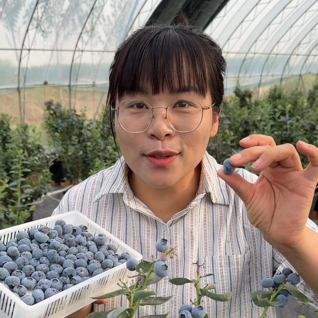 小娟家蓝莓