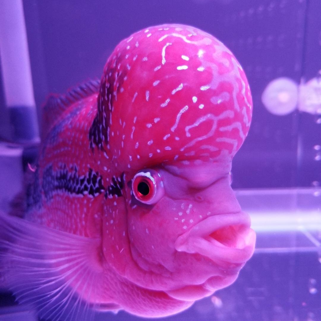 鑫震水族