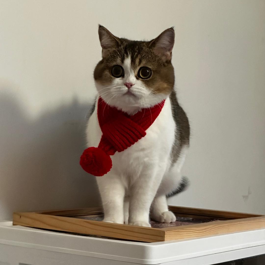 凤凤超乖呢*🌈