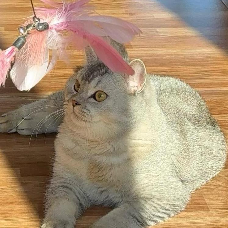 灰灰不是银渐层