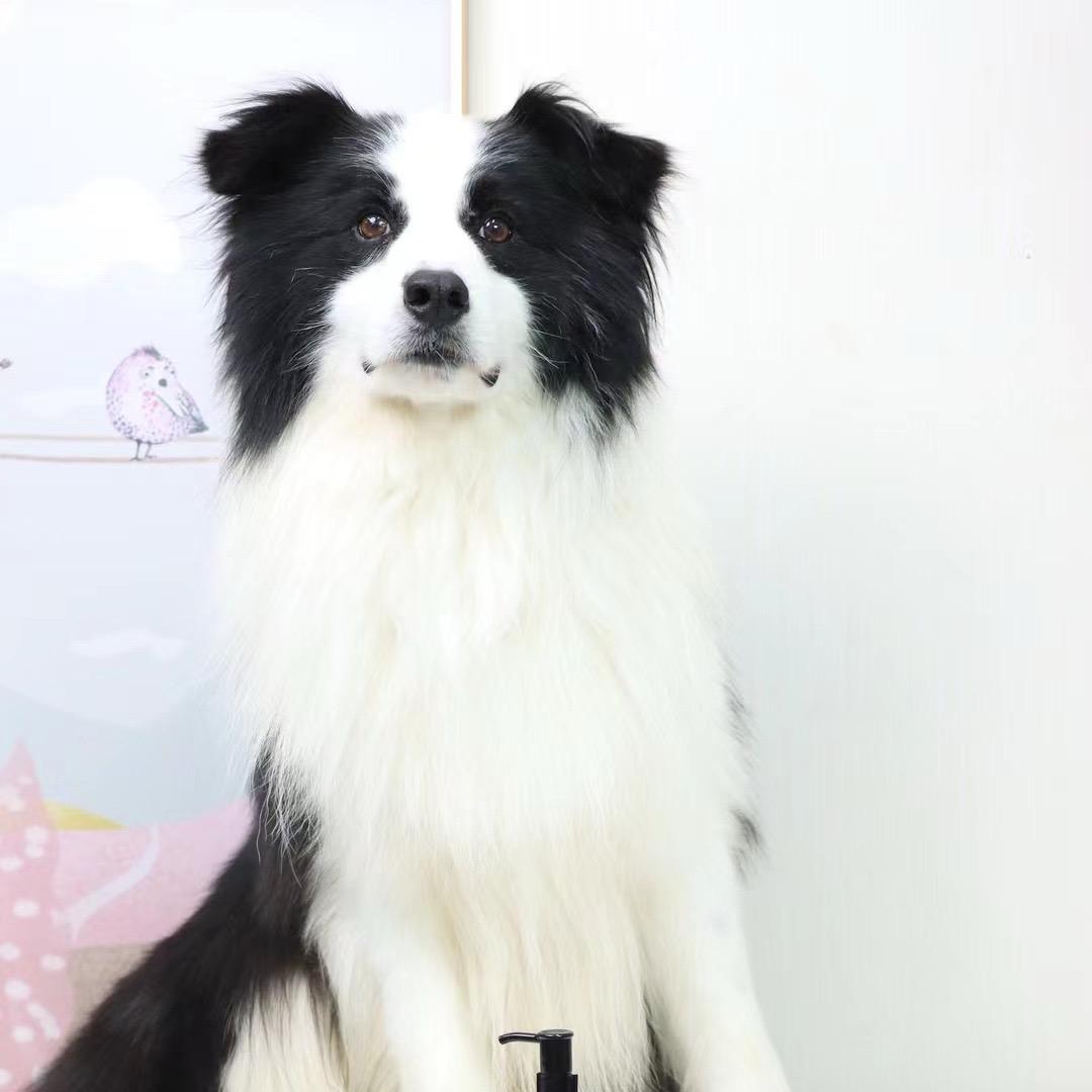 牧牧星辰边牧犬舍