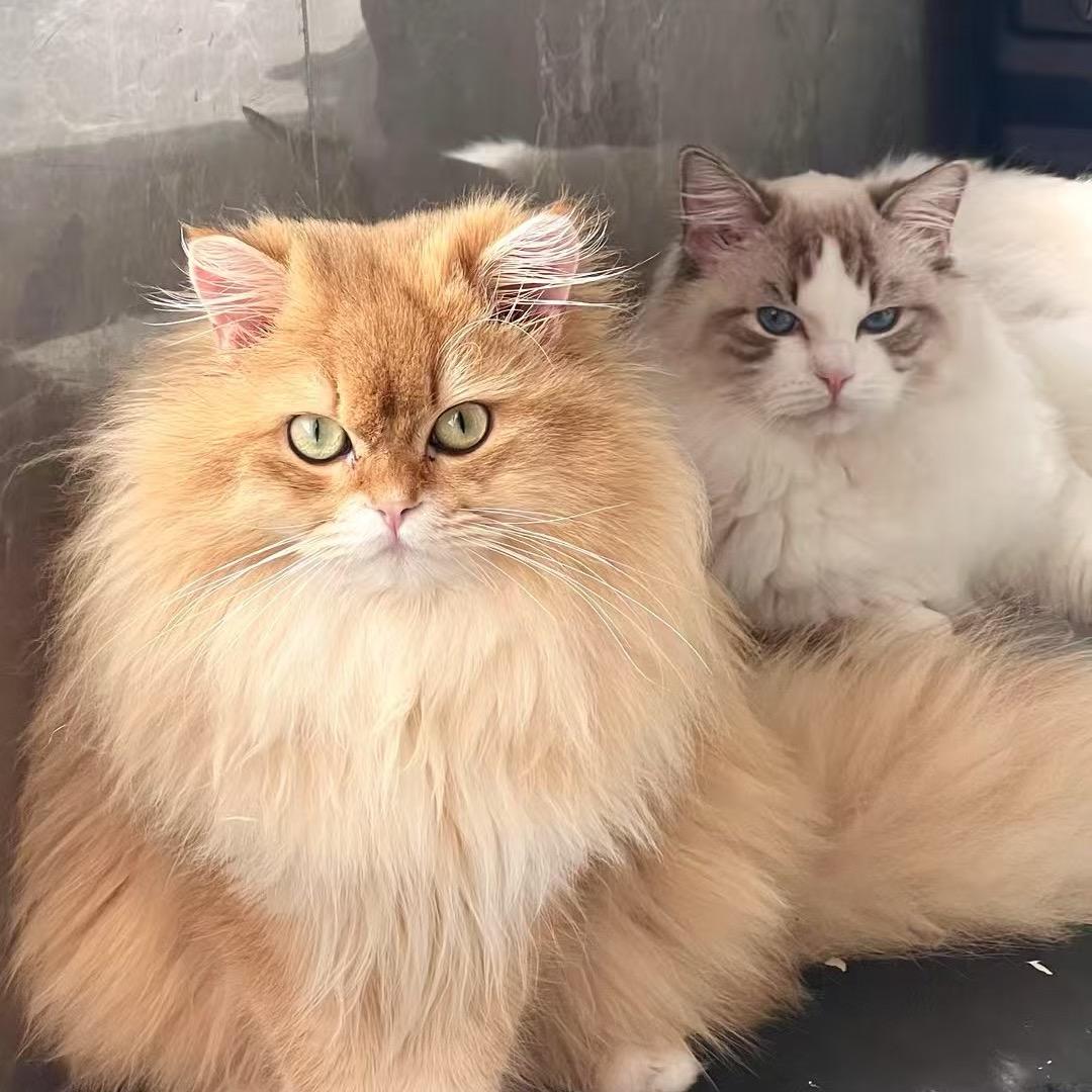 Cookie麦旋风🍪（🔝贴贴版🎁