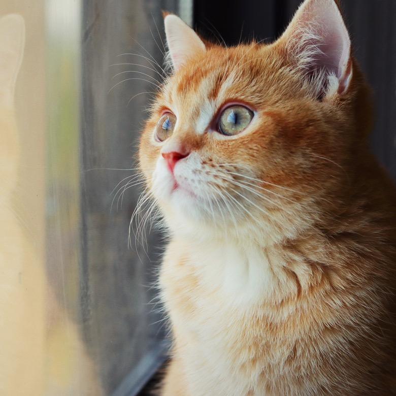 皮皮是只猪