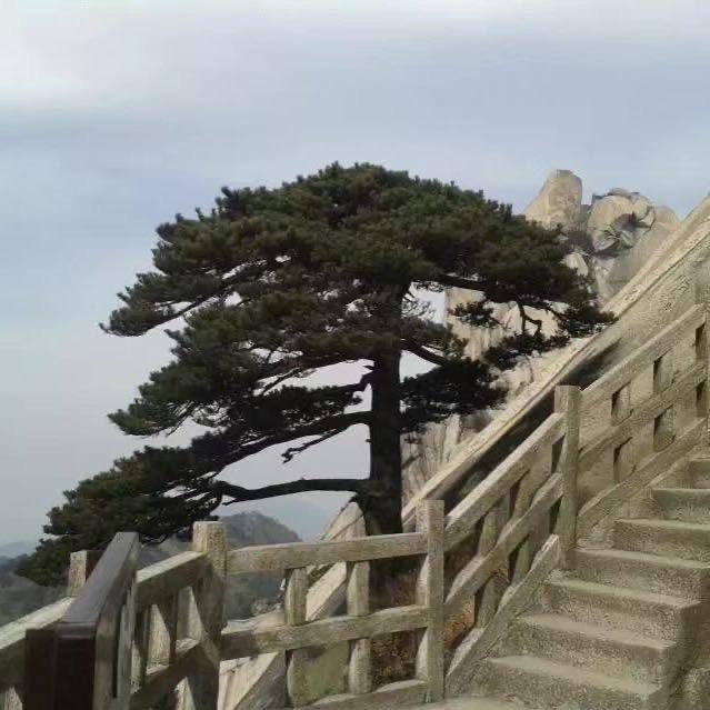 欧标皮带轮厂家