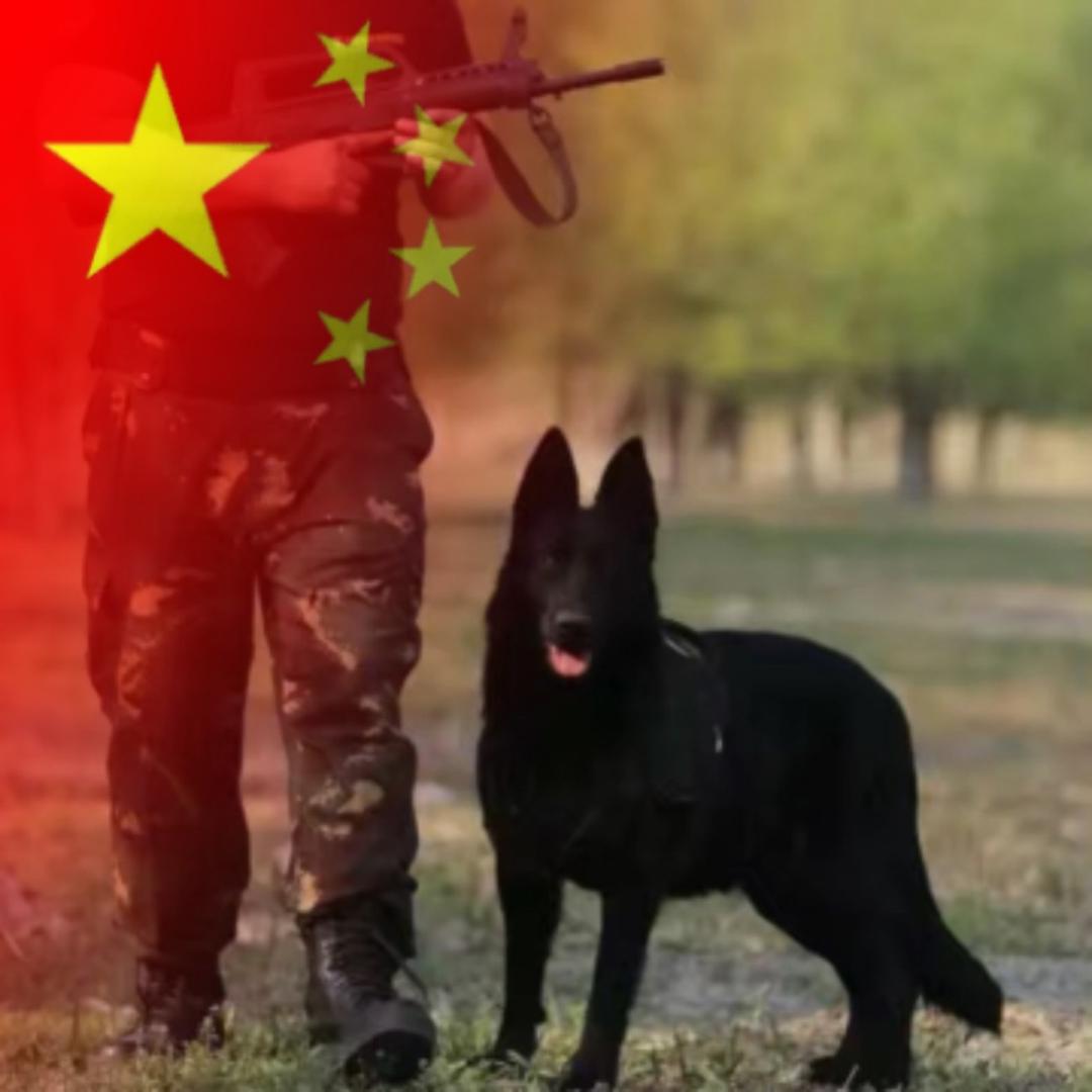 九美工作犬（潍坊训犬师）