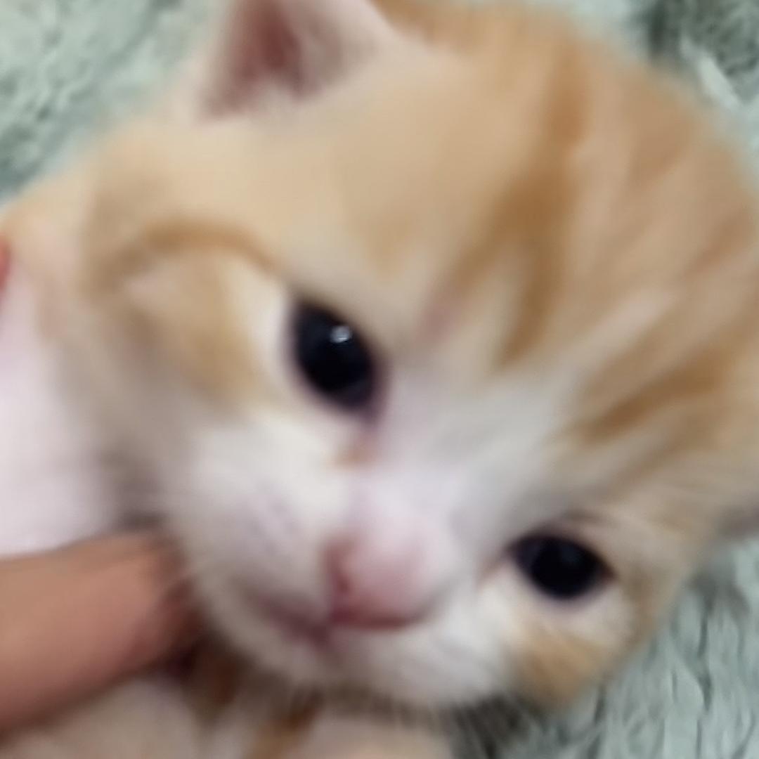 七佳一