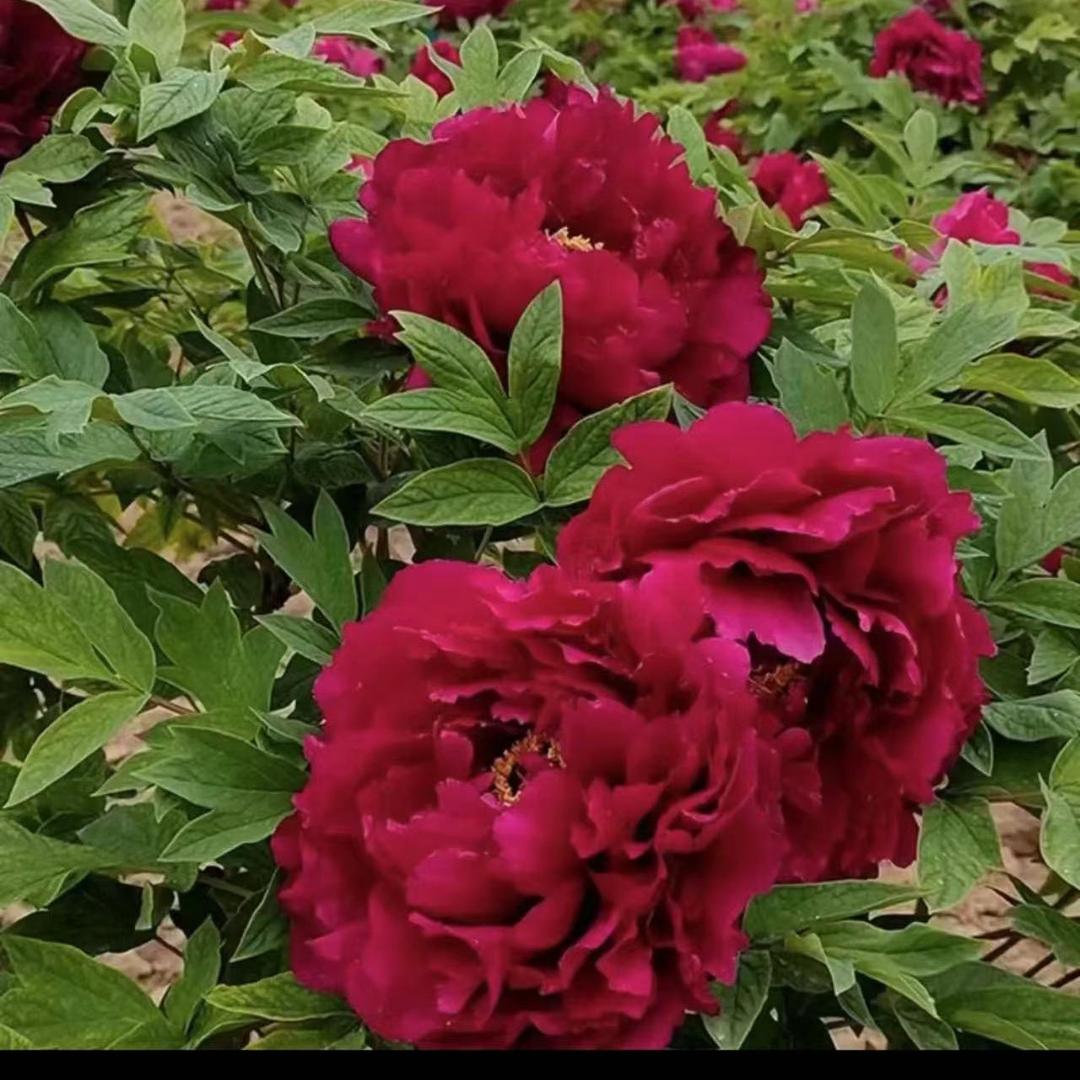 洛阳南山牡丹园