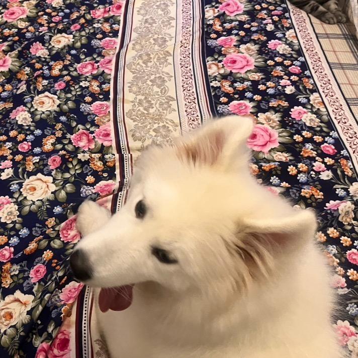 .白羊