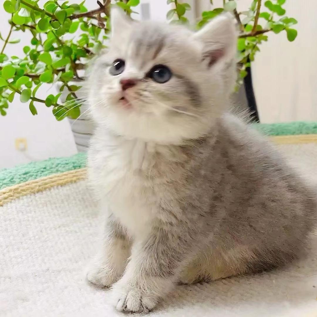 萌宠角落（煌烟萍）