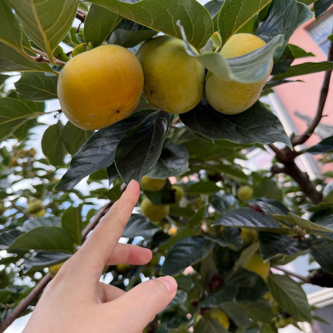 甜柿儿