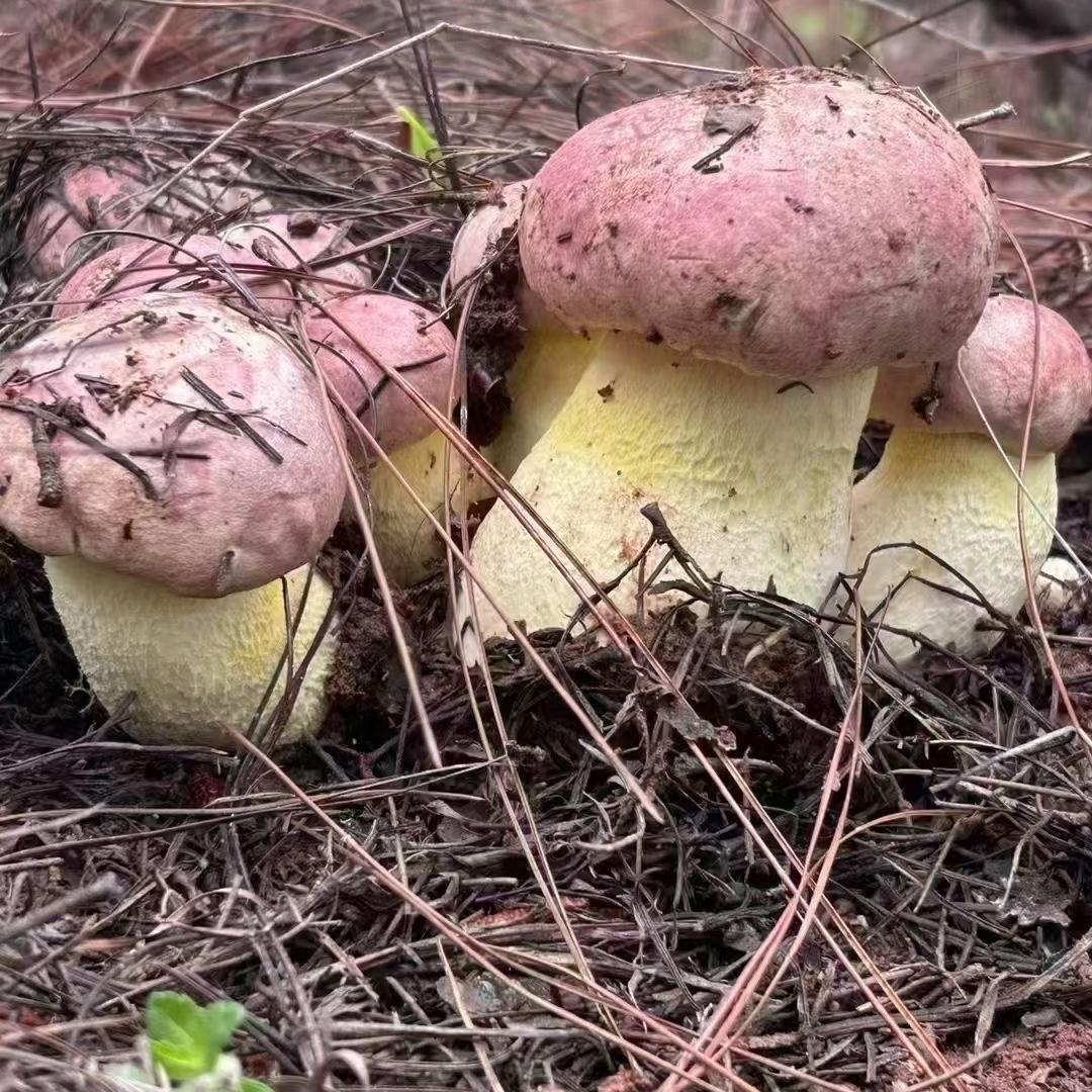 小杜专做野生冻菌，批发，零售