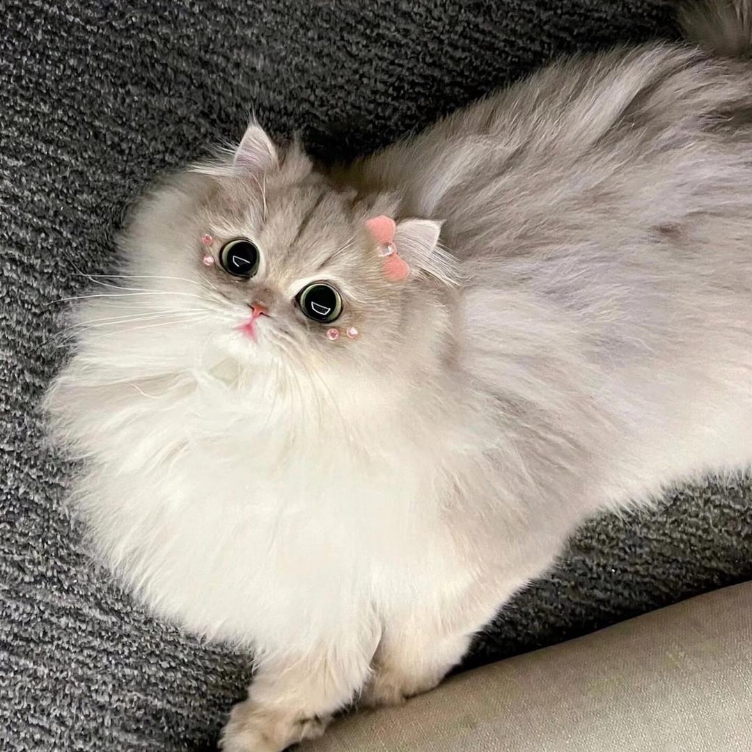 喜欢小猫咪🐱💞