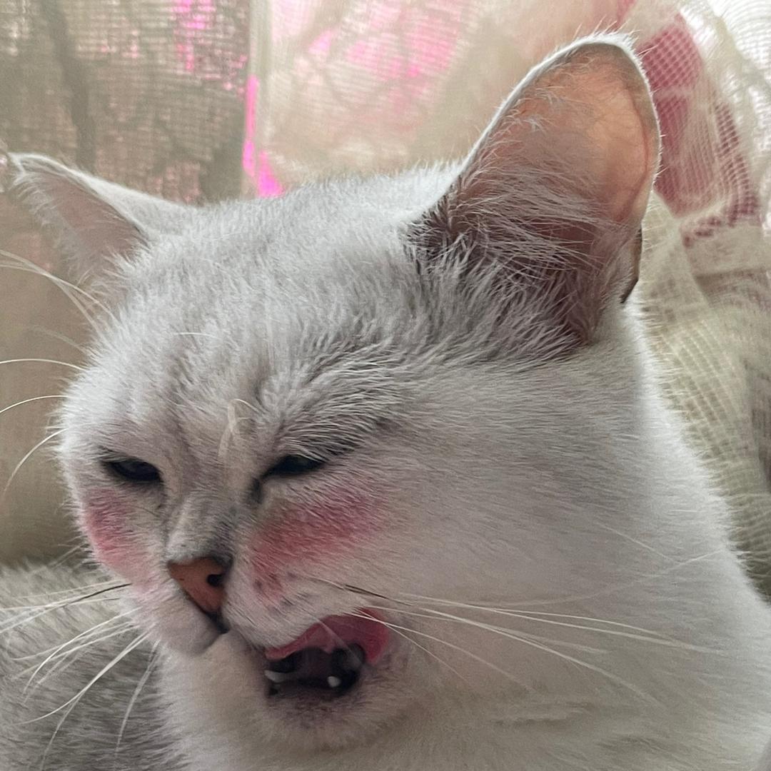 是鑫鑫呀
