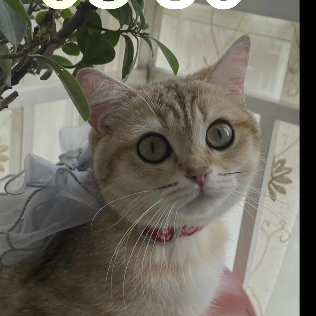 一呼白应