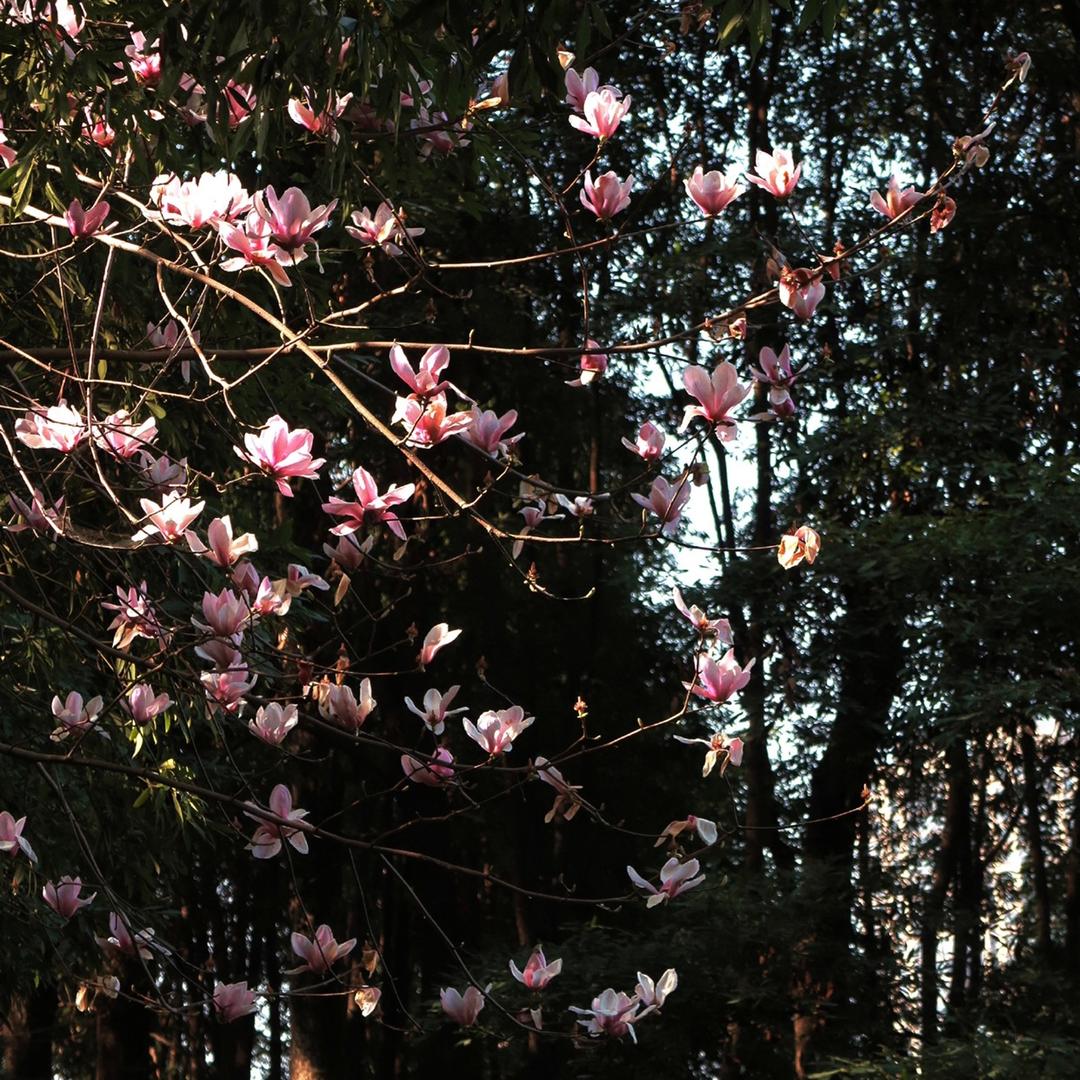🌷燕🌷头像