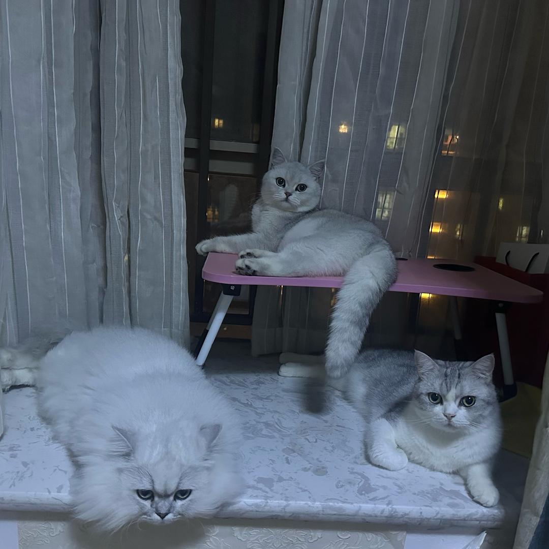 迪迦憨批发大财