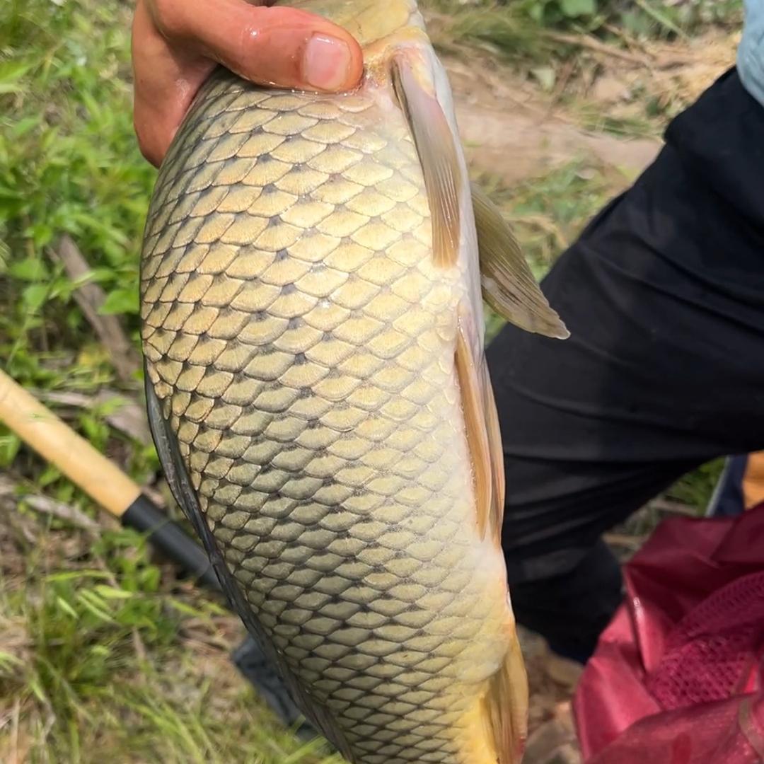 钓鱼的小芳