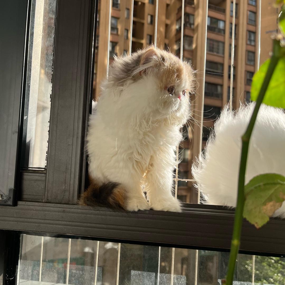 三寸土种二月花